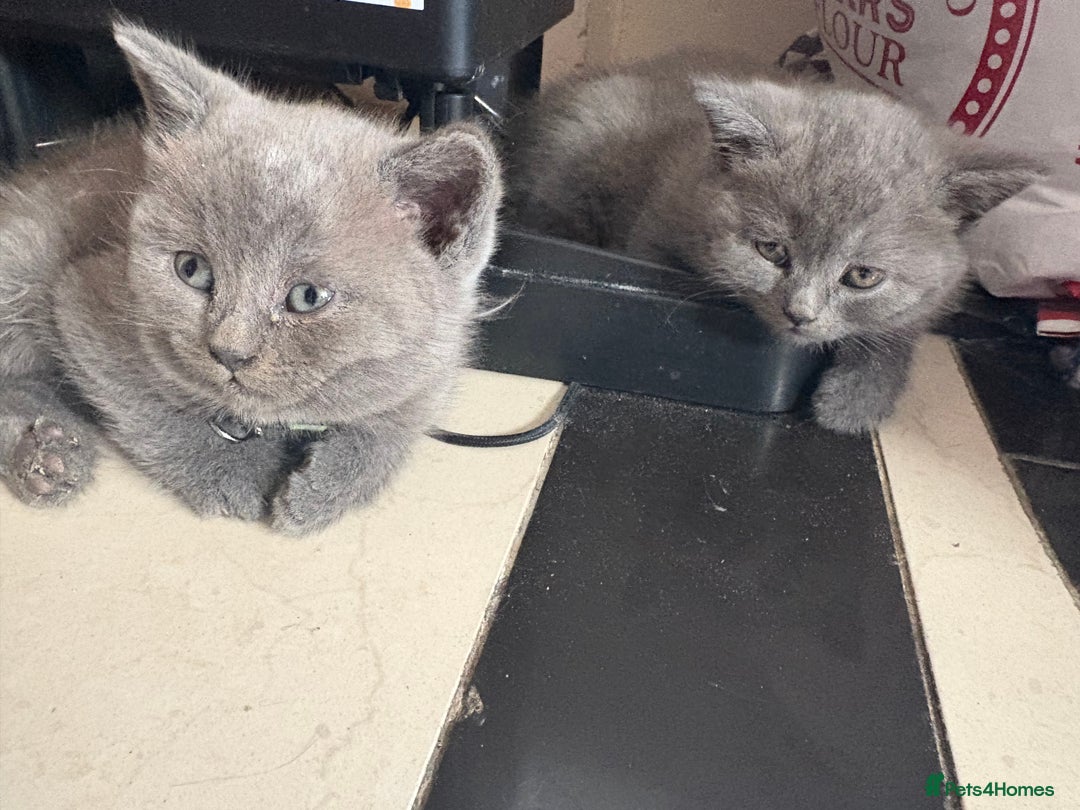British Shorthair cats for sale: British Shorthair kittens  - Advert 6