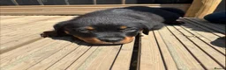 Rottweiler dogs for sale: rottweiller pups - Advert 7