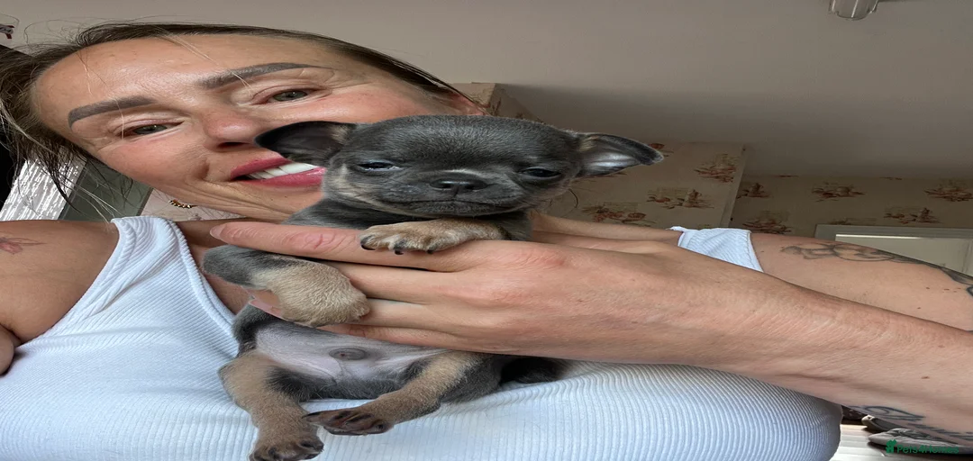 Gallery Image {{count}}