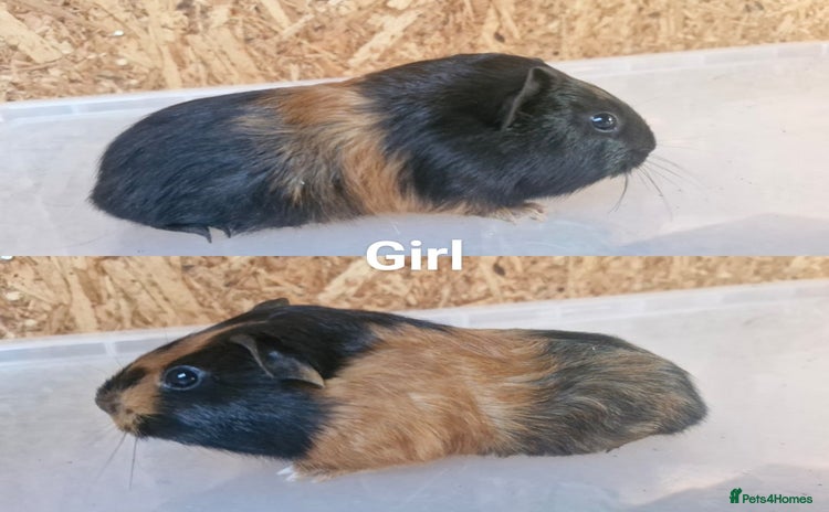 Guinea Pig rodents - Advert 1