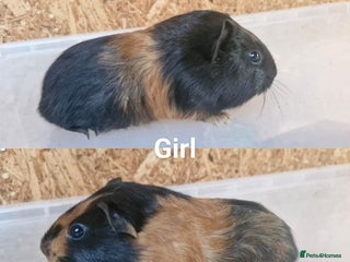 Guinea Pig rodents - Advert 36