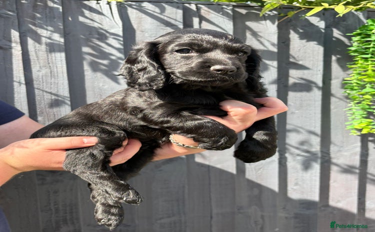 Cocker Spaniel dogs - Advert 7