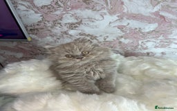 Scottish Fold cats for sale: 🐱TICA Scottish fold & Scottish straight kittens  - Image 4