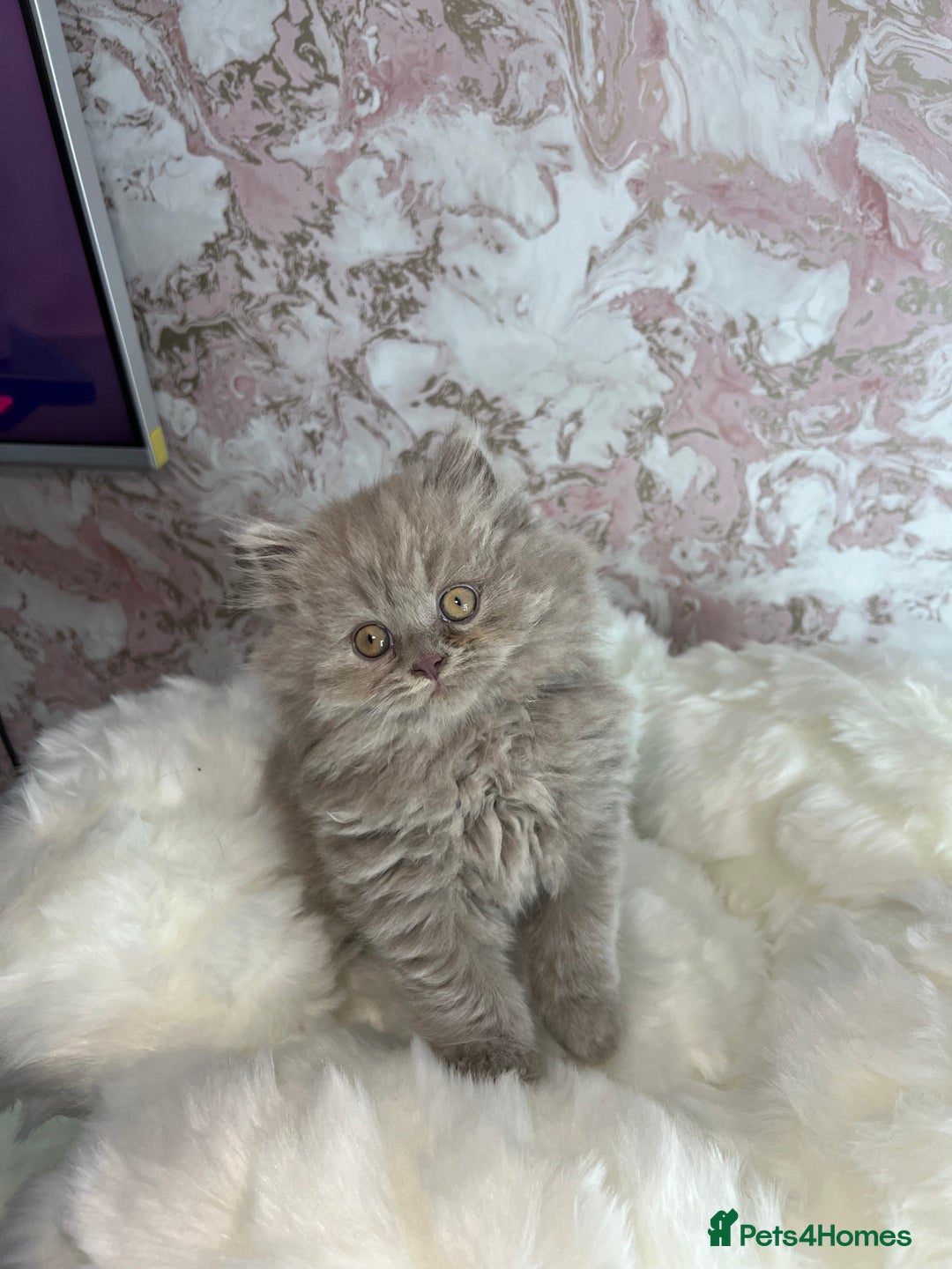 Scottish Fold cats for sale: 🐱TICA Scottish fold & Scottish straight kittens  - Image 4