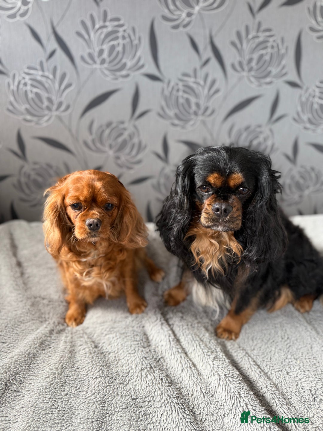 Cavalier King Charles Spaniel dogs for sale: Cavalier King Charles Spaniel - Advert 23