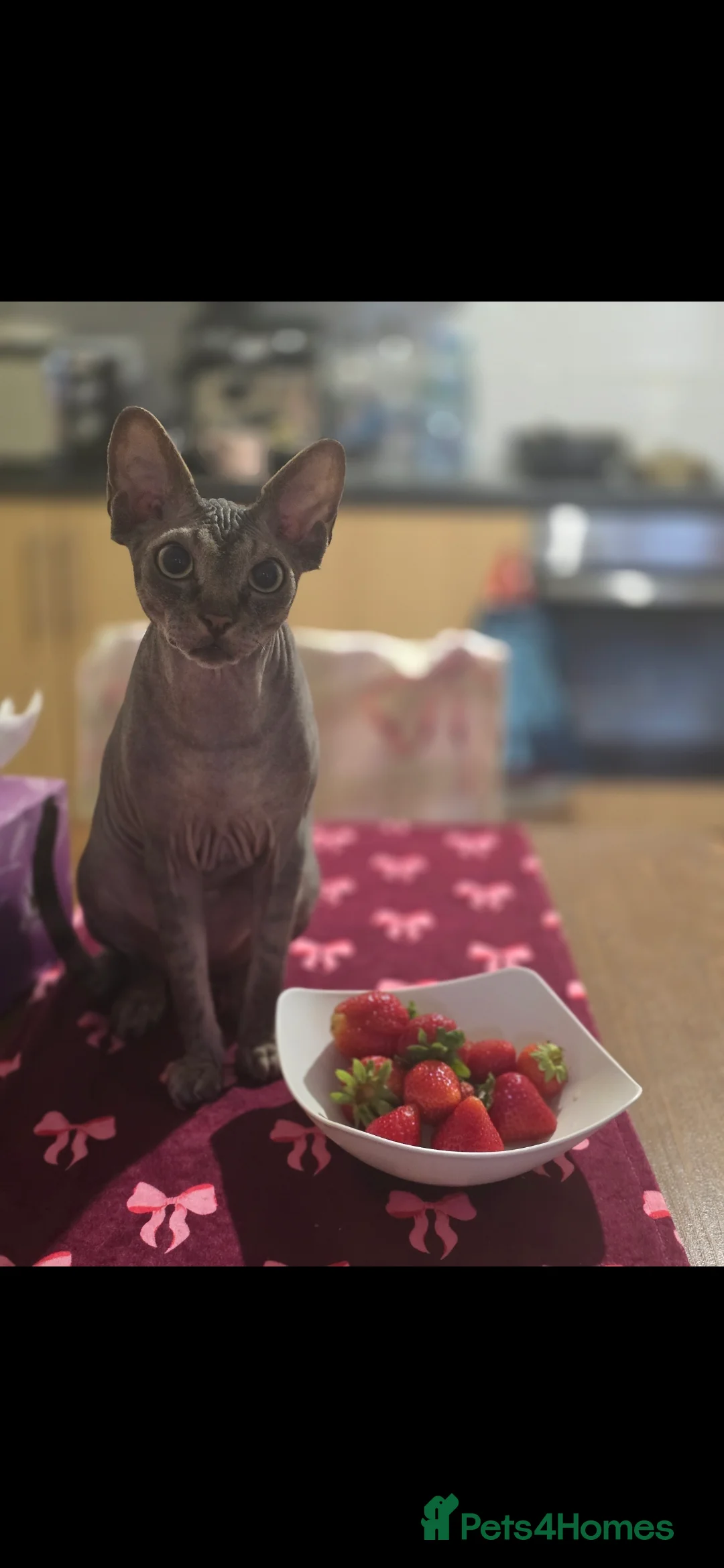 Sphynx cats for sale: HANDSOME BLACK TABBY SPHYNX BOY! 🖤🐾 - Advert 10