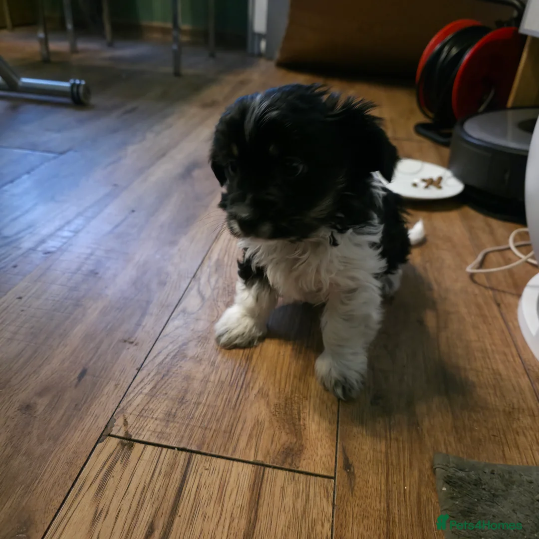 Biewer Terrier dogs for sale: 3 Biewer Terrier Pups, white, black, tan, chocolat - Advert 5