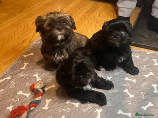 Shorkie dogs Chunky fluffy 10 week old SHORKIE READY TO LEAVE - Advert 16