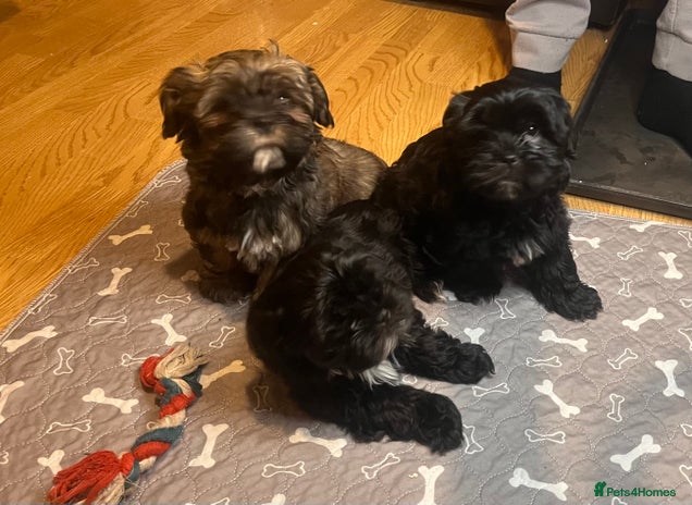 Shorkie dogs Chunky fluffy 10 week old SHORKIE READY TO LEAVE - Advert 16
