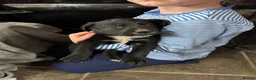 Mixed Breed dogs for sale: 4 beautiful Sprollie pups available  - Advert 5