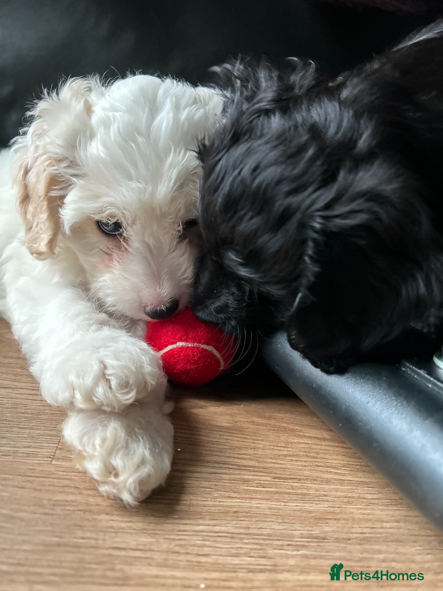 Mixed Breed dogs Stunning Girls Shihpoo X Sproodle puppies - Advert 18