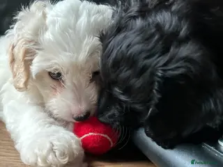 Mixed Breed dogs Stunning Girls Shihpoo X Sproodle puppies - Advert 18