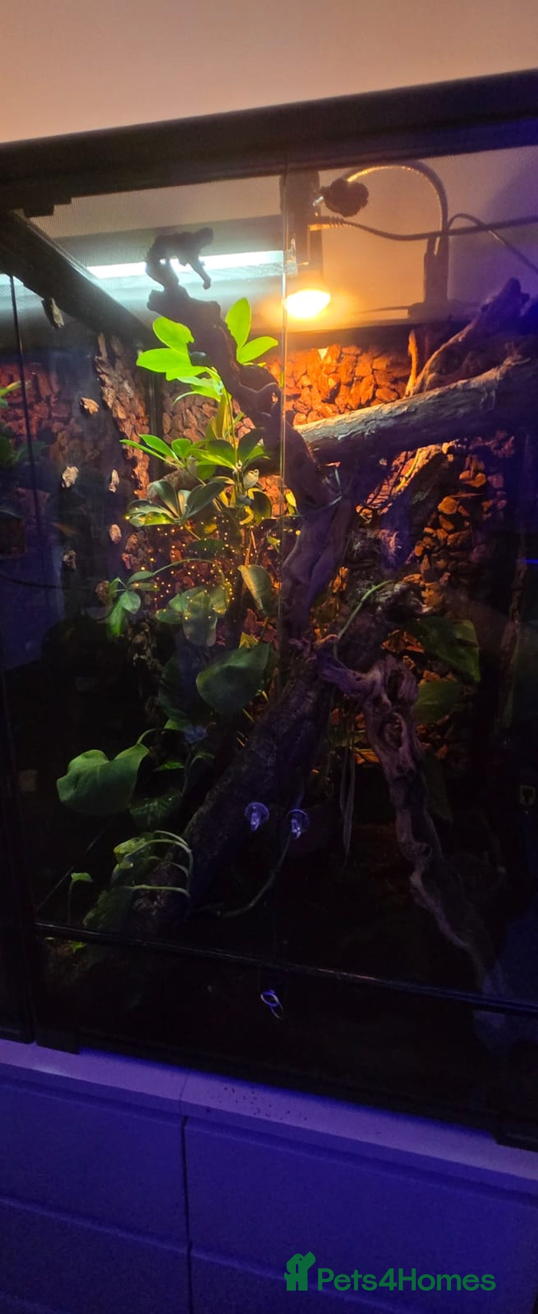 Gecko reptiles for sale: Baby crested geckos - Advert 10