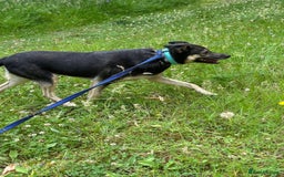 Mixed Breed dogs for adoption: Joey - Norwich Norfolk  - Image 9
