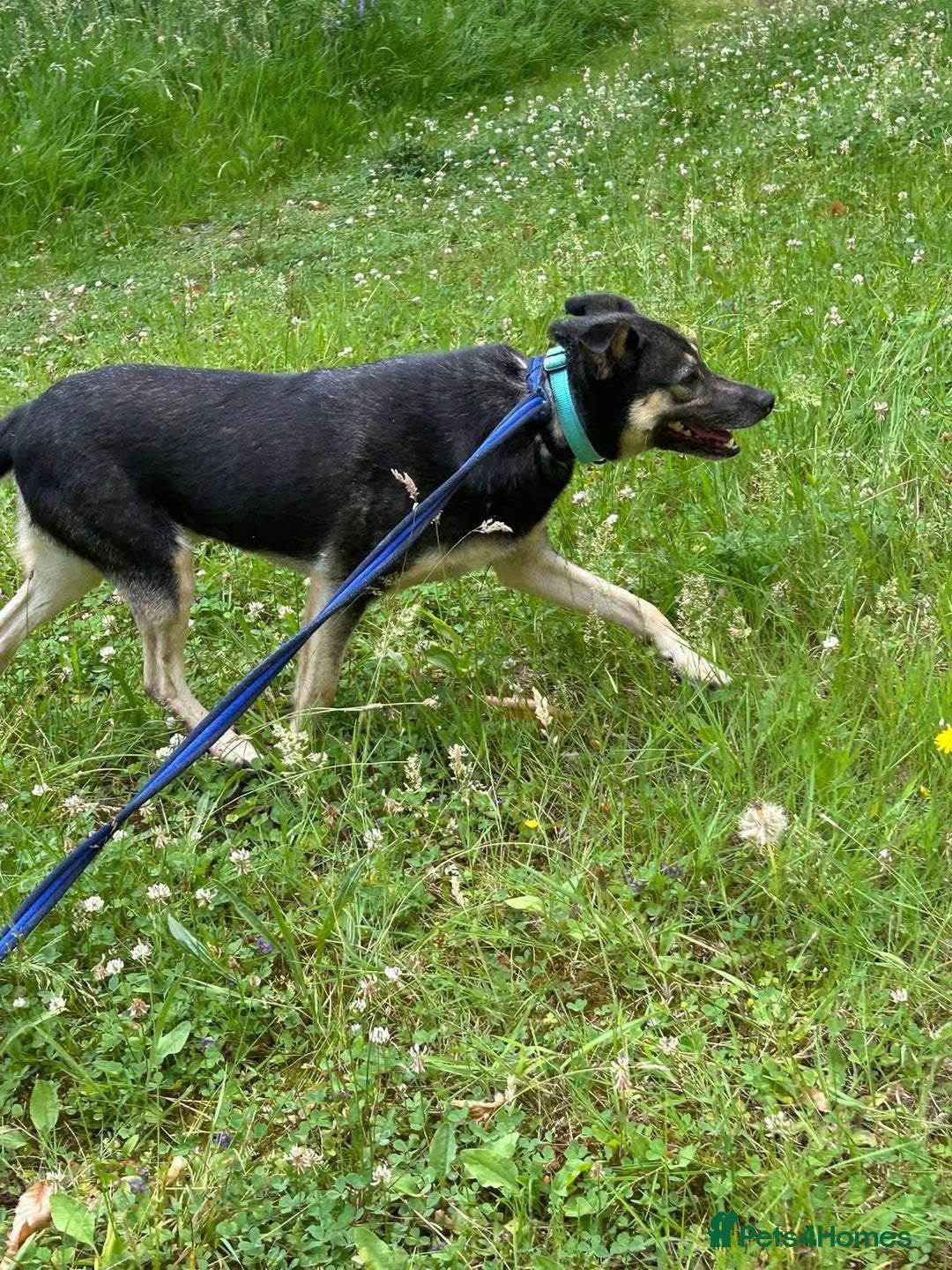 Mixed Breed dogs for adoption: Joey - Norwich Norfolk  - Image 9