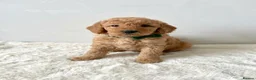 Mixed Breed dogs for sale: Multigen Labradoodle Puppies DNA Clear Parents 🧬  - Advert 7