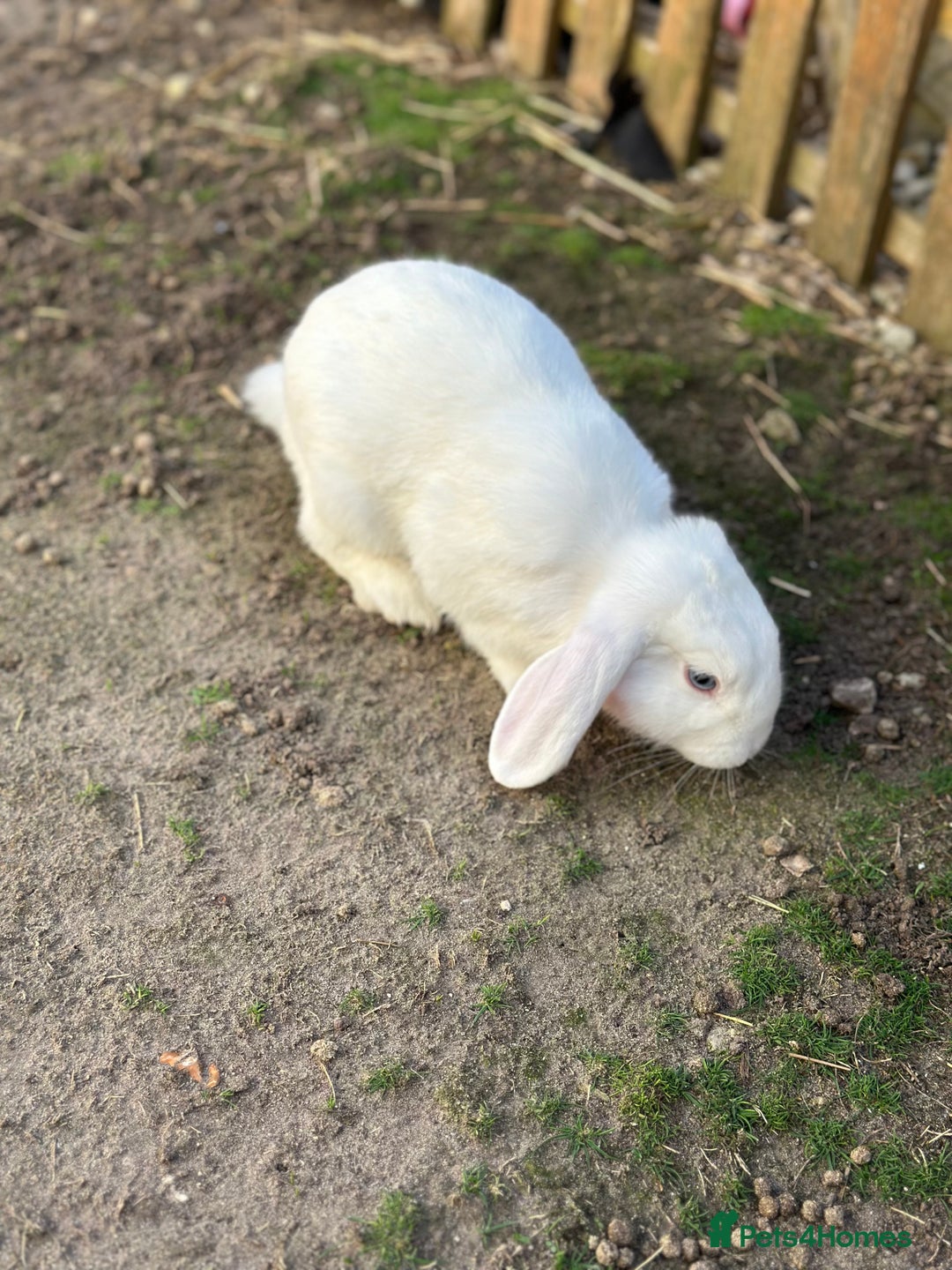 Rex rabbits for sale: Baby rabbits  - Image 6