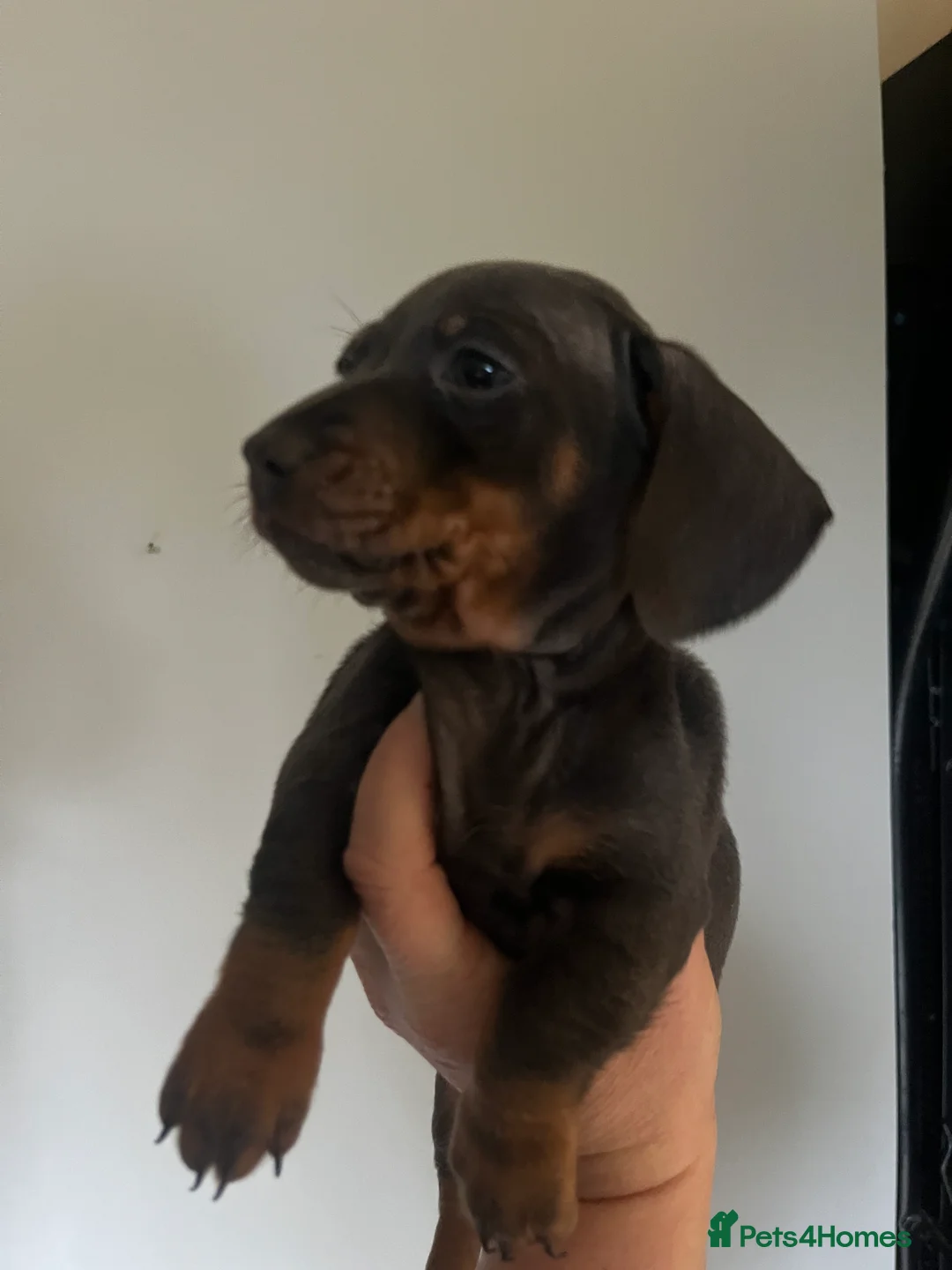 Miniature Dachshund dogs for sale: 💕Ready now Minature Dachshund 💕 - Advert 5