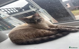 Devon Rex cats for sale: Cross Devon Rex. - Image 3