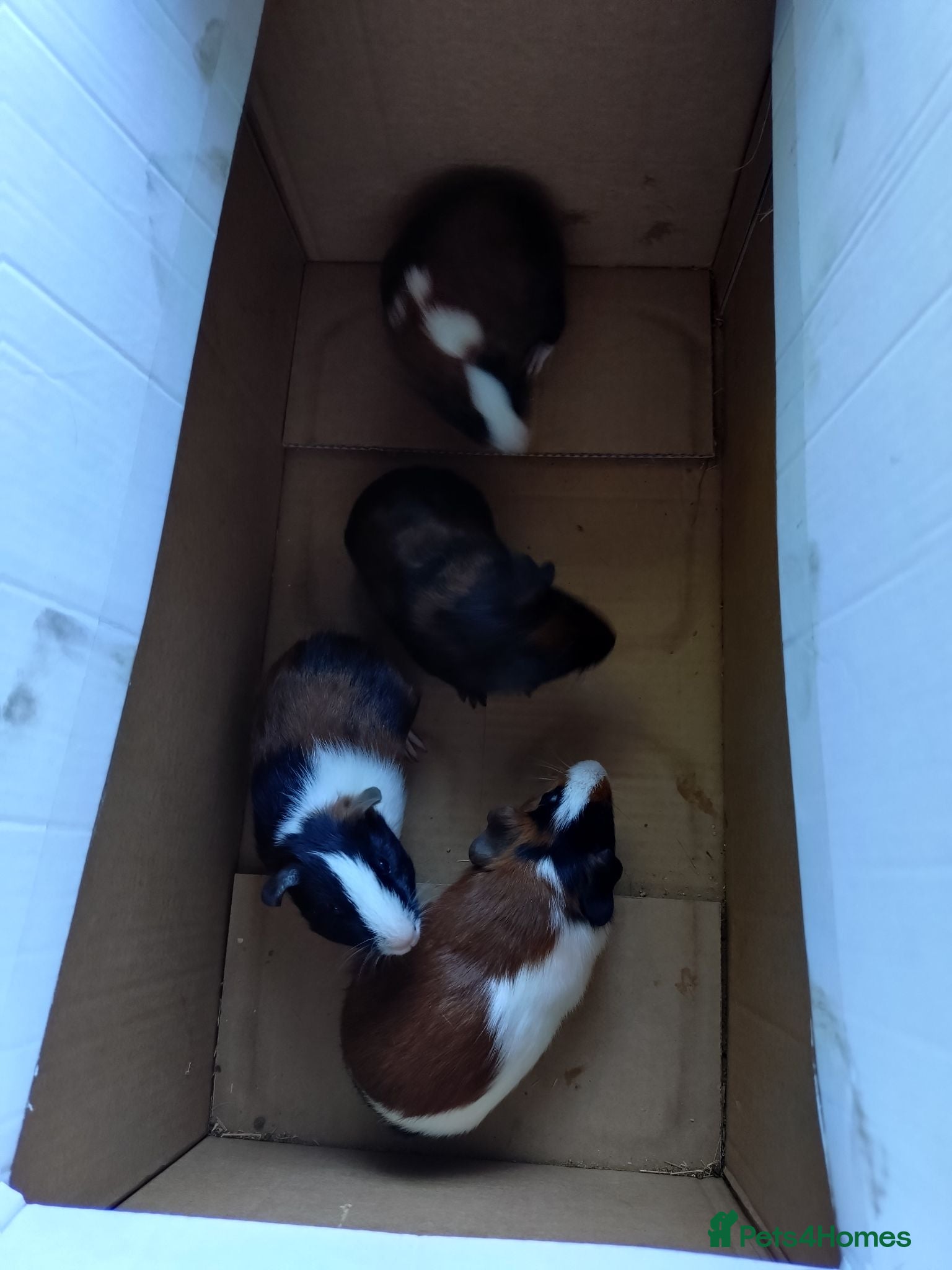 Guinea Pig rodents Last pair of males left - Advert 21