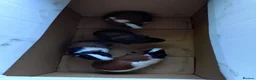 Guinea Pig rodents for sale: Baby guinea pig mix lot of males and females - Advert 8