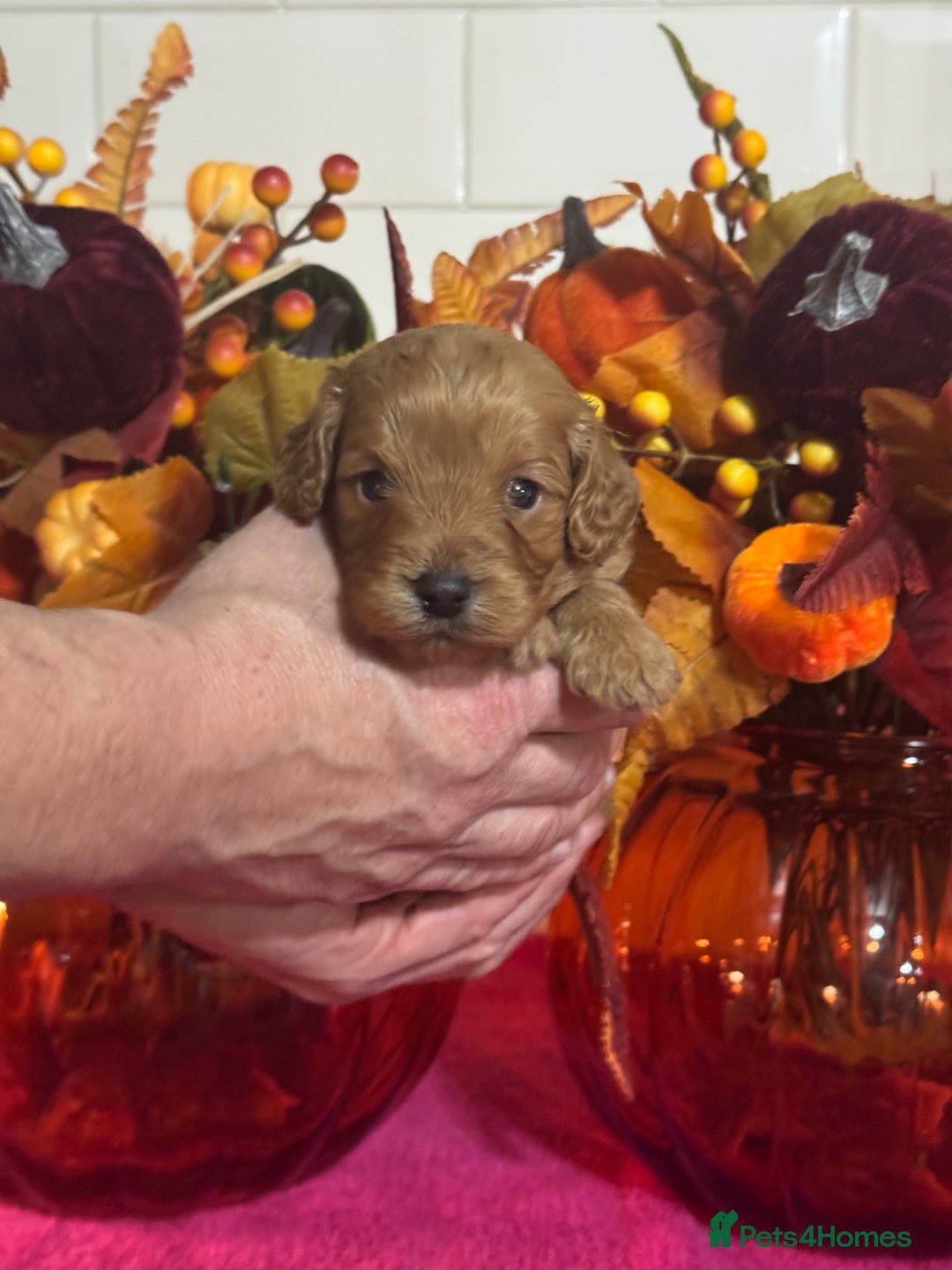 Cavapoo dogs for sale: 1 girl red Cavapoo babies looking for families  - Advert 2