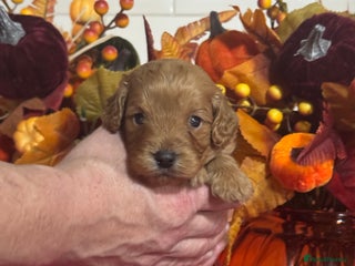 Cavapoo dogs 1 girl red Cavapoo babies looking for families - Advert 2