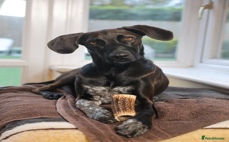 Mixed Breed dogs - Advert 4