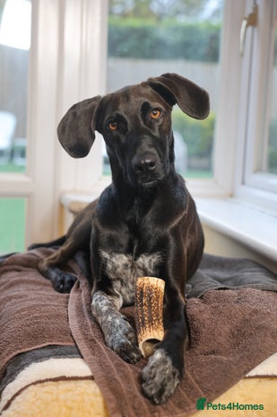 Mixed Breed dogs Pretty Pretzel - Advert 10