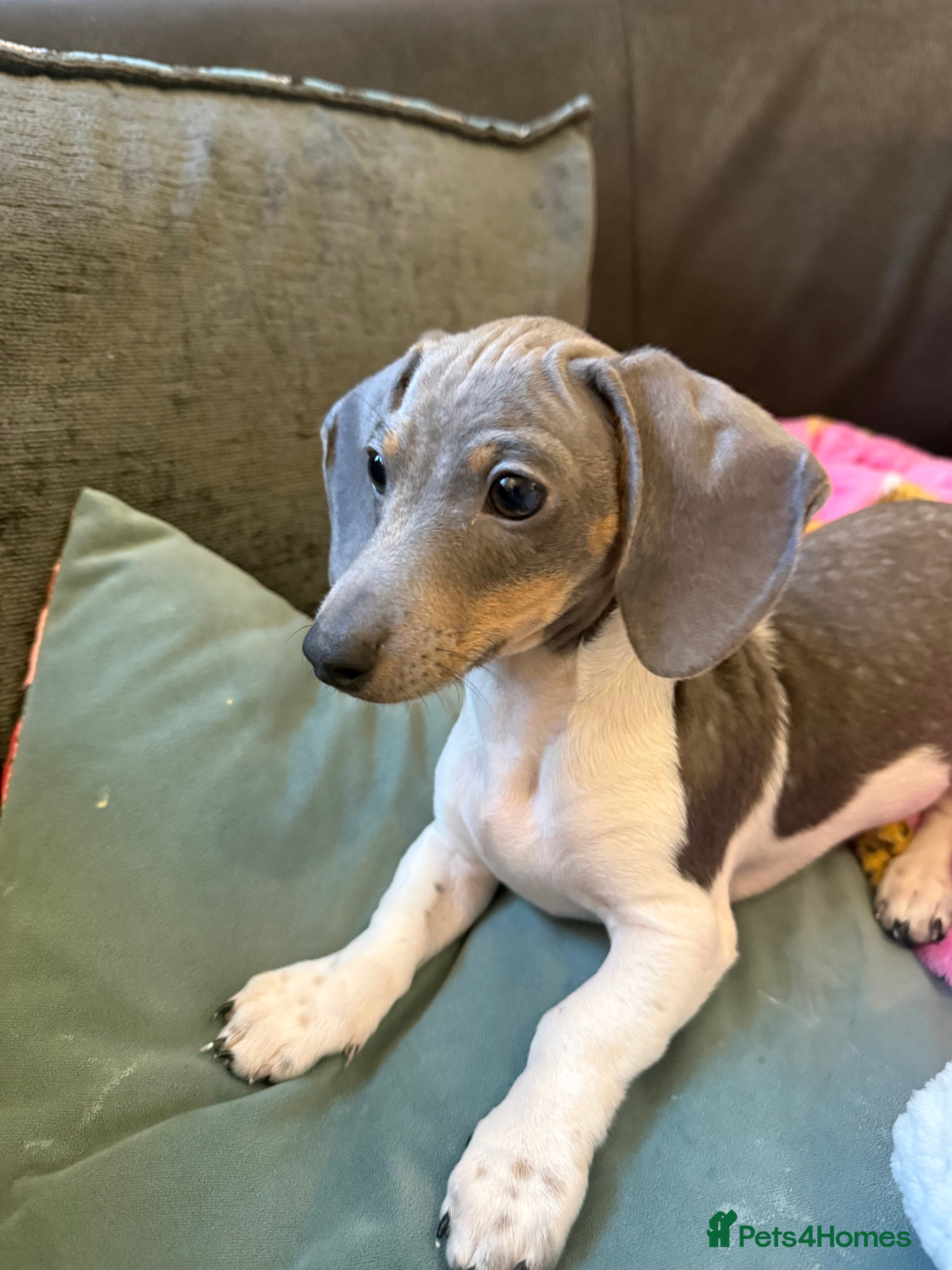 Miniature Dachshund dogs Dachshund puppy  - Advert 2