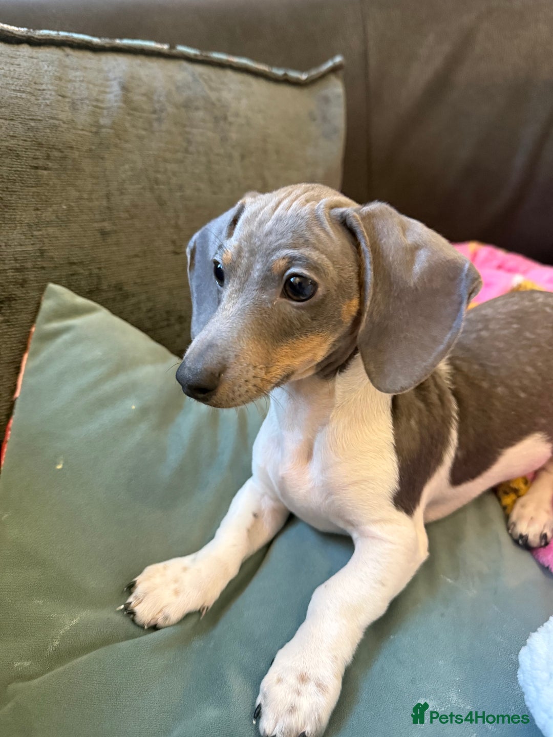 Miniature Dachshund dogs for sale: Dachshund puppy  - Advert 1