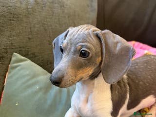 Miniature Dachshund dogs Dachshund puppy - Advert 2