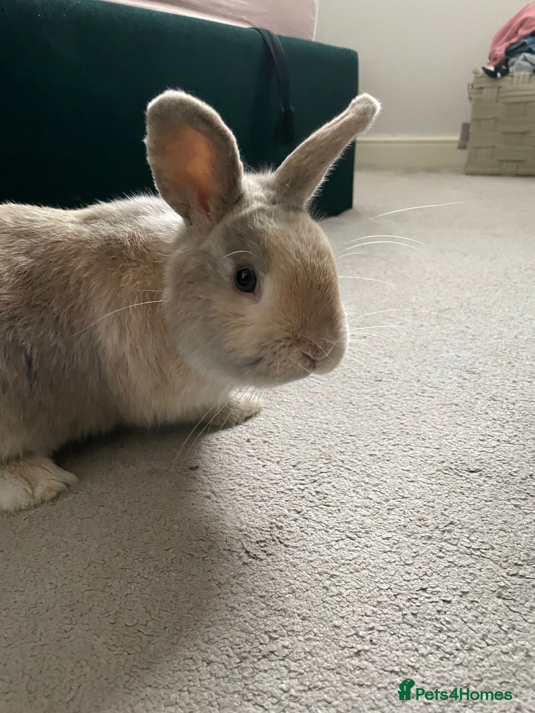 Mini Lion Lop rabbits for sale: Mini lion lop male  - Advert 4