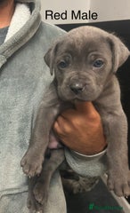 Cane Corso Puppy 3