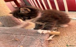 Ragcoon cats for sale: Maine Coon/Ragdoll Cross - Image 8