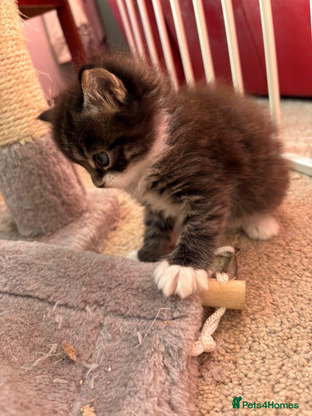 Ragcoon cats for sale: Maine Coon/Ragdoll Cross - Image 8