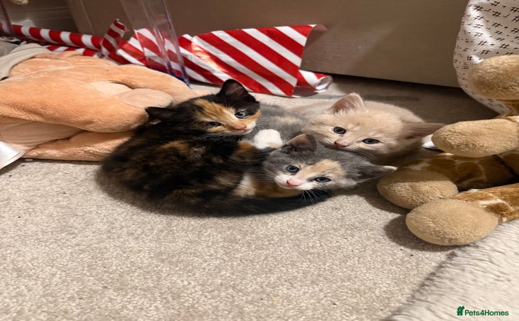 Domestic Shorthair cats - Advert 12