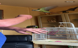 Conures birds for sale: Baby silly tame green cheek conures  - Image 7