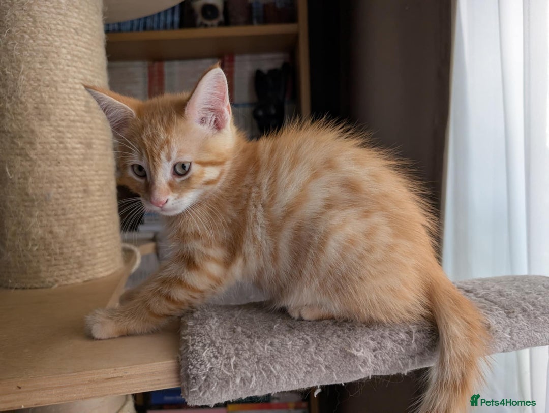 Maine Coon cats for sale: Beautiful half maine coon kitten - Image 8