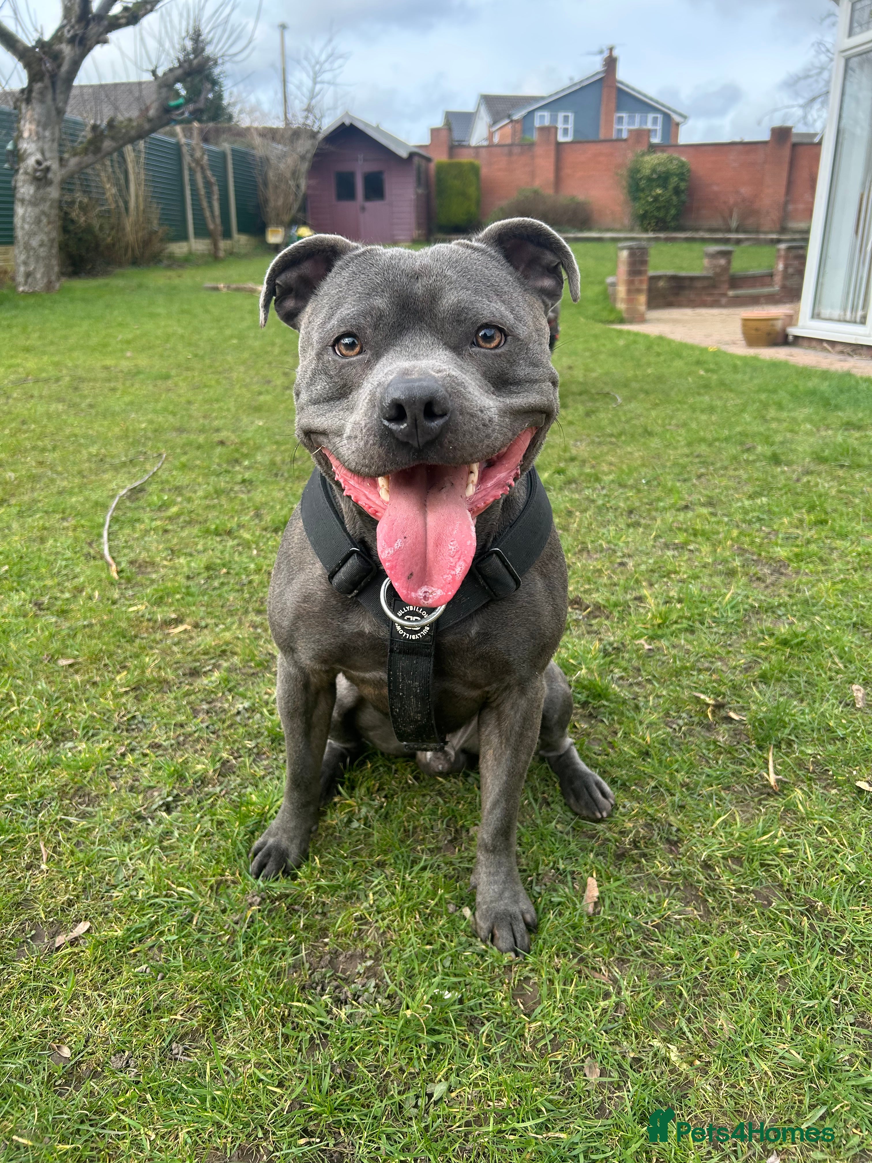 Staffordshire Bull Terrier dogs Blue Staffordshire bull terrier STUD in Preston - Advert 15