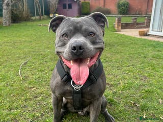Staffordshire Bull Terrier dogs Blue Staffordshire bull terrier STUD in Preston - Advert 19