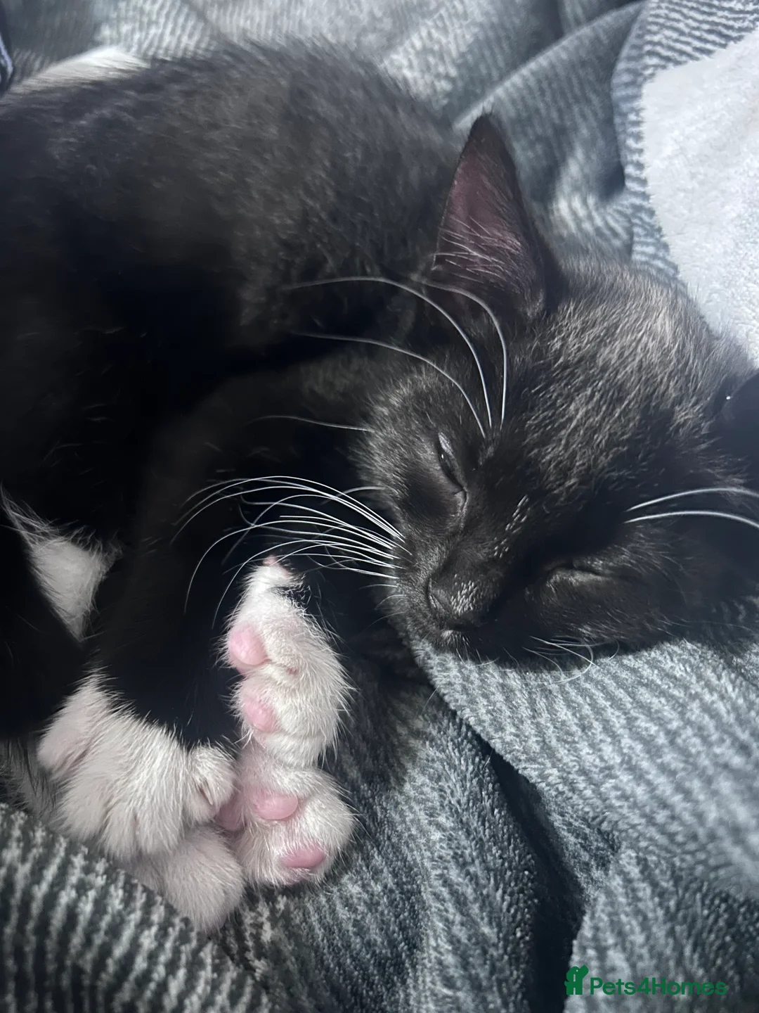 Mixed Breed cats for sale: 2 male kittens - Advert 13