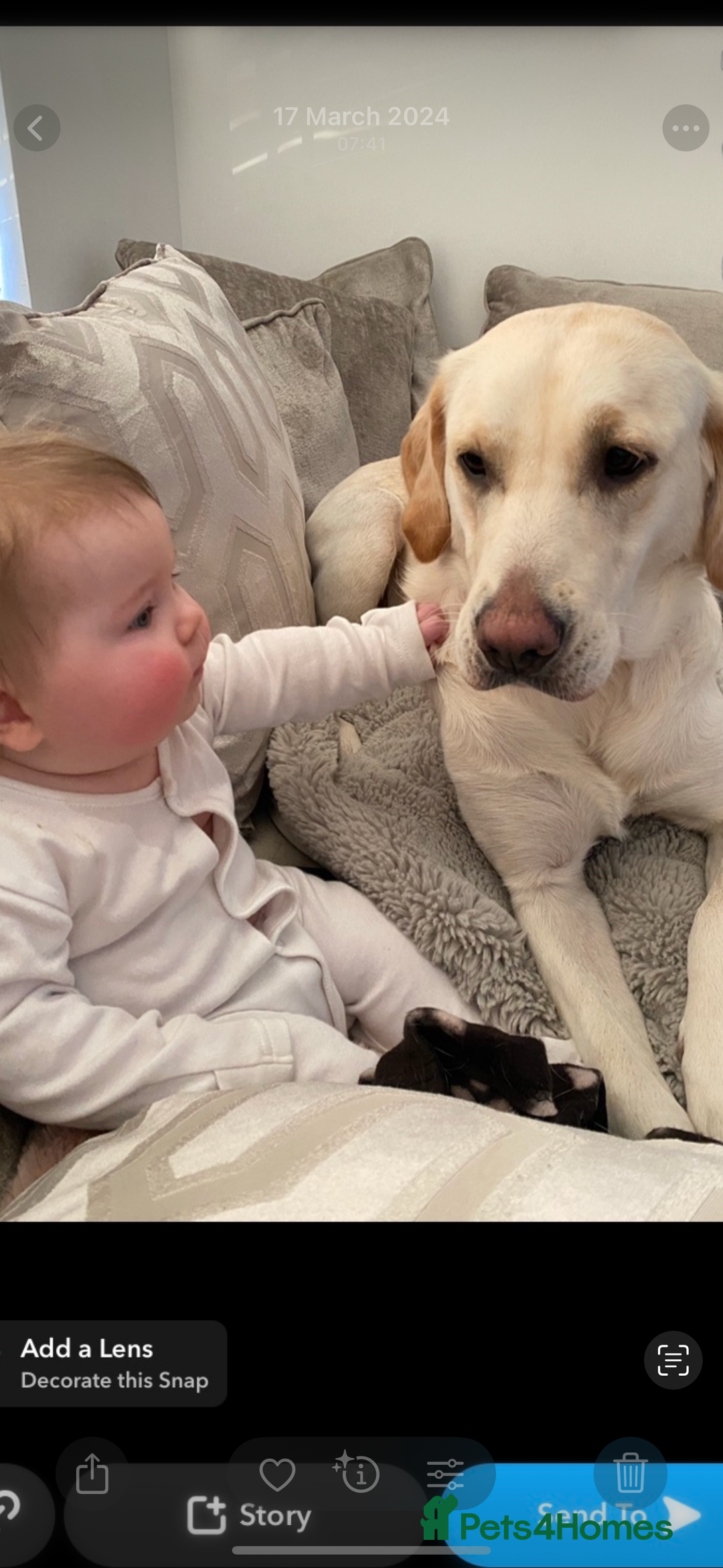 Golden Retriever dogs for sale: Golden retriever X goldador puppies - Image 14