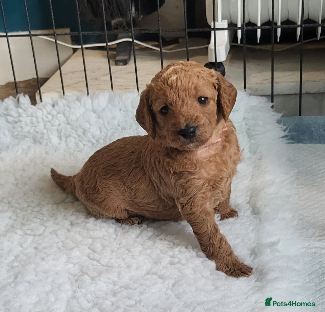 Labradoodle dogs for sale: Beautiful, Well Bred F1b Labradoodle Puppies - Image 1