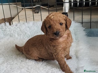 Labradoodle dogs - Advert 1