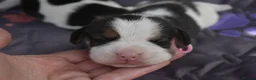 Beagle dogs for sale: Beautiful beagle puppies  in Rugby - Advert 10