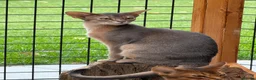 Abyssinian cats for sale: Last lovely boy😻 - Advert 10