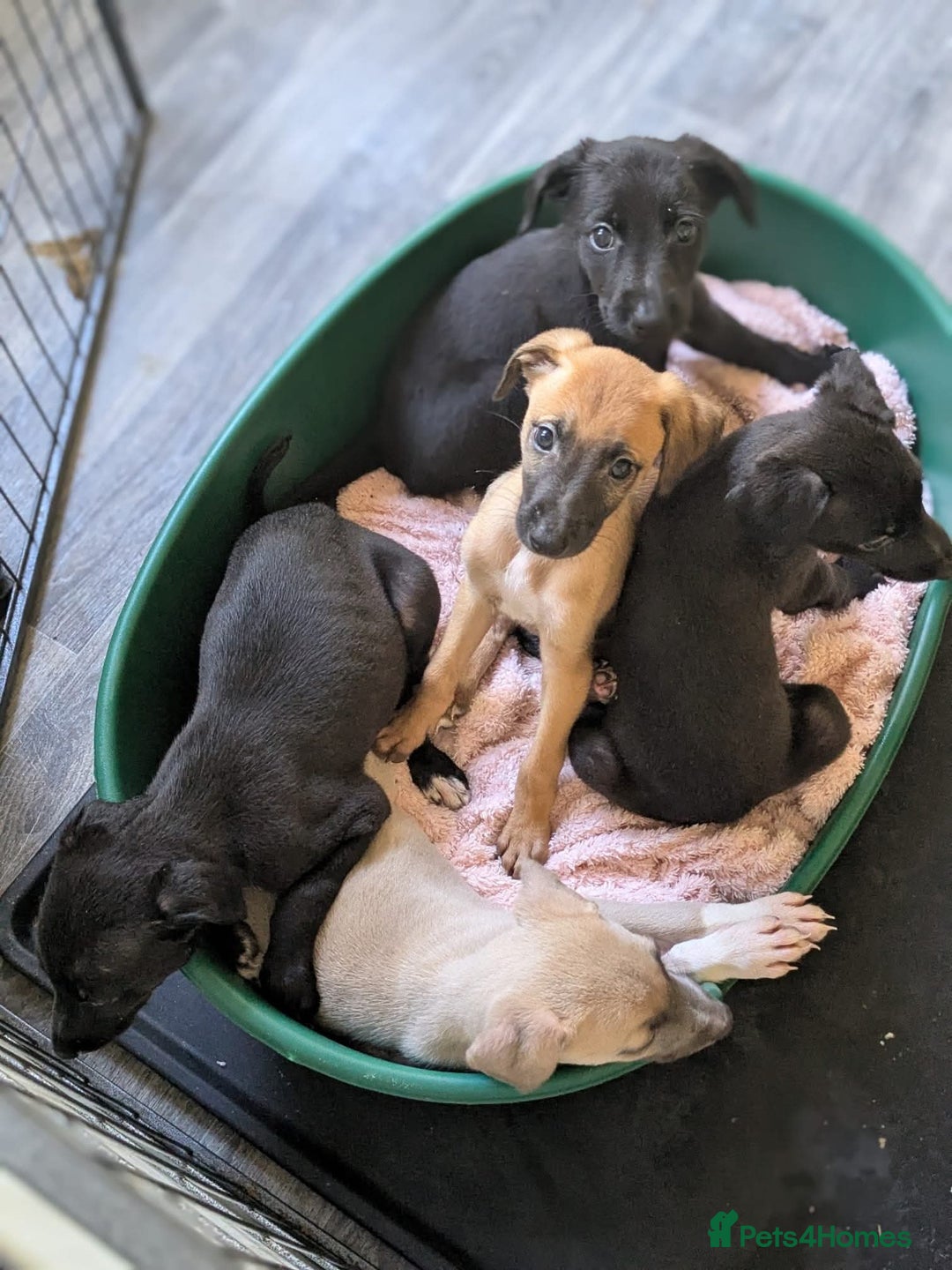 Lurcher dogs for sale: Lurcher pups ready to go to there forever home - Image 19