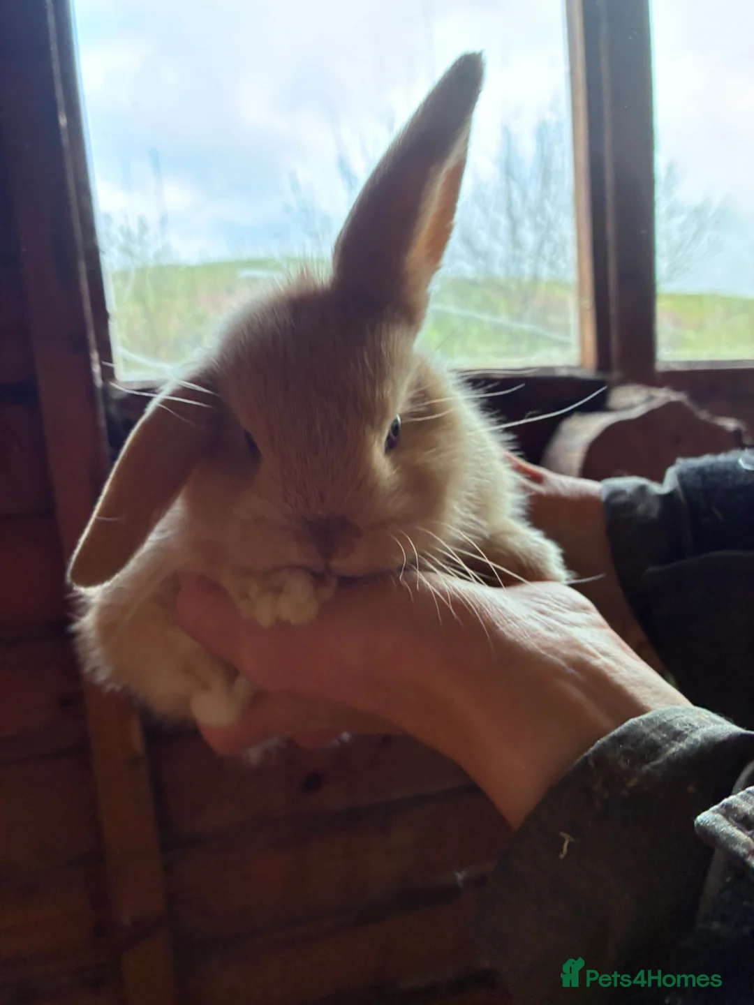 Mini Lop rabbits for sale: Pure bred mini lop rabbits for sale in Llanidloes - Advert 2