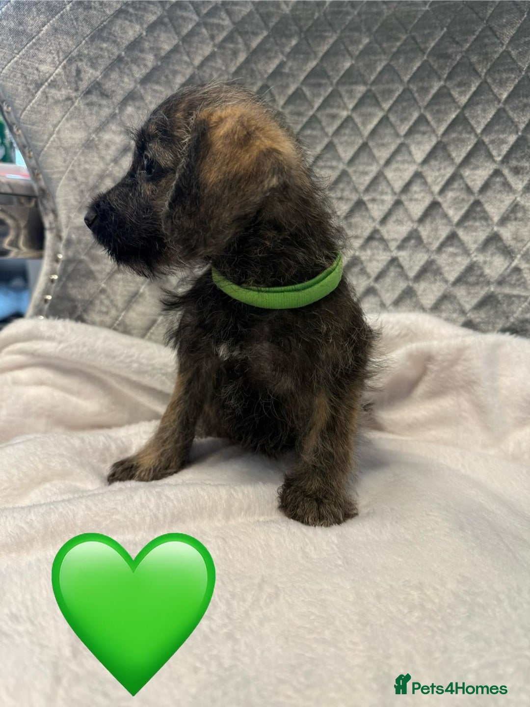 Schnoodle dogs for sale: Beautiful Schnoodle Puppies For Sale - Image 23